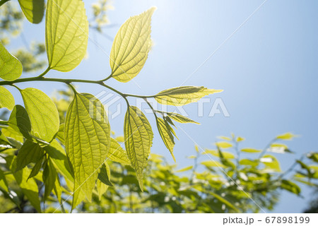 空の下のエノキの新緑 空の下のエノキの新緑 67898199