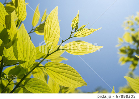 空の下のエノキの新緑 67898205