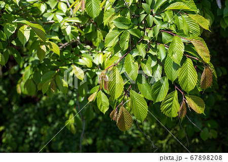 ハルニレの新緑 ハルニレの新緑 67898208