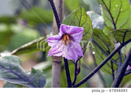 優美な茄子の花の写真素材 6785