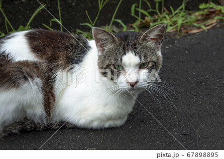 メス三毛猫の視線 何見ているの の写真素材 6785