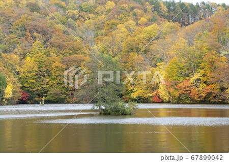 秋の裏磐梯フォレストスプリングス 秋の裏磐梯フォレストスプリングス 67899042