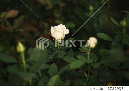 White roses grow in greenhouse. Plantation of rose inside 67899374