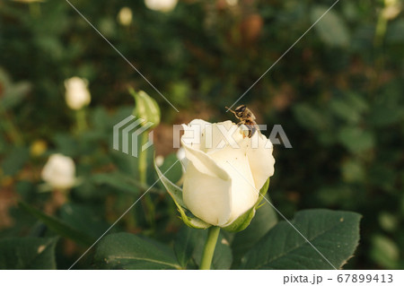 Close up of beautiful white rose in greenhouse 67899413