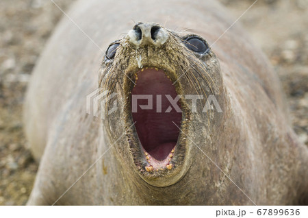 Marine mammal.Patagonia Argentina 67899636