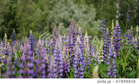 A field of wild purple lupine in bloom. A field of wild purple lupine in bloom. 67899838