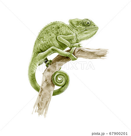 Green Panter Chameleon On The Branch Illustration のイラスト素材