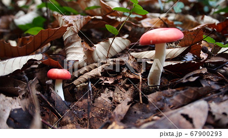 森の奥のきのこの親子 67900293