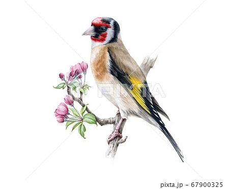 Goldfinch bird with flowers watercolor image.  67900325