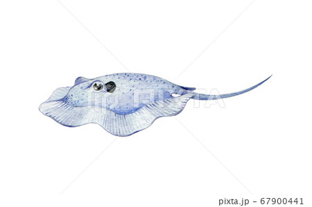 Blue Stingray Fish Watercolor Illustration のイラスト素材