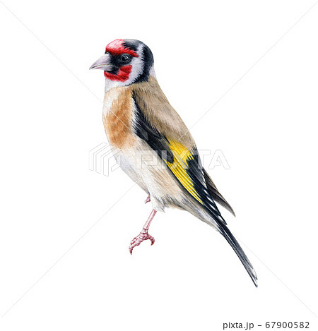 Goldfinch bird watercolor illustration.  67900582