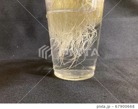 植物 根 自然 67900668