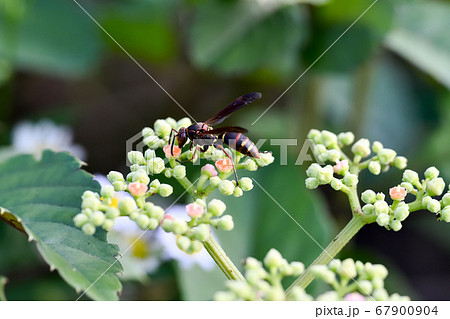 コアシナガバチ コアシナガバチ 67900904