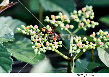 コアシナガバチ 67900905