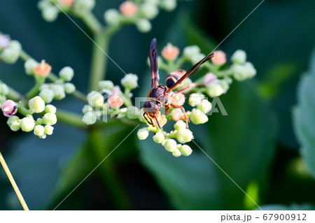 コアシナガバチ コアシナガバチ 67900912