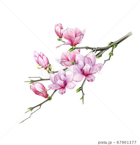 Pink Magnolia Branch With Flowers Illustration のイラスト素材