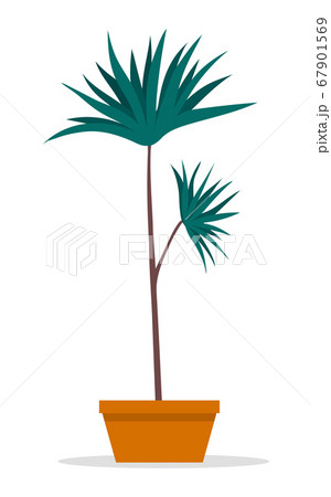 Decorative topiary tree in pot isolated at white background, houseplant in flowerpot, outdoor decor 67901569