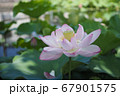 米沢の蓮の花 67901575