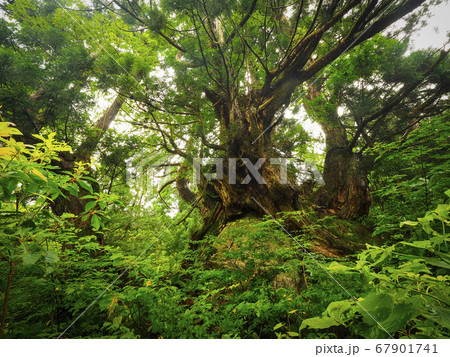 【富山】魚津市 細蔵山の大杉 洞杉群 67901741
