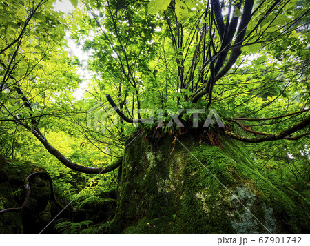 【富山】魚津市 細蔵山の大杉 洞杉群 67901742