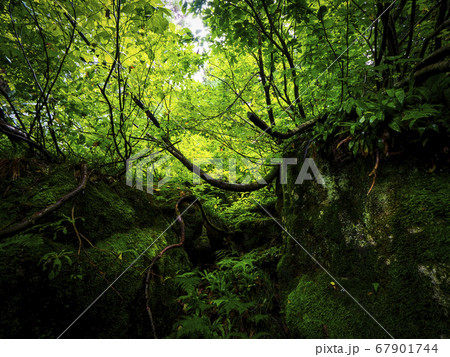 【富山】魚津市 細蔵山の大杉 洞杉群 67901744