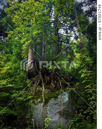 【富山】魚津市 細蔵山の大杉 洞杉群 【富山】魚津市 細蔵山の大杉 洞杉群 67901748
