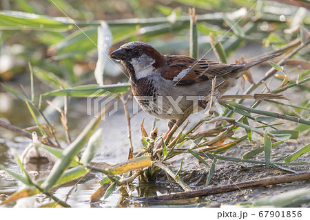 House sparrow (Passer domesticus) 67901856