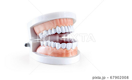 Dentist equipment, dentistry instruments or dental hygienist checkup dentures teeth model 67902008