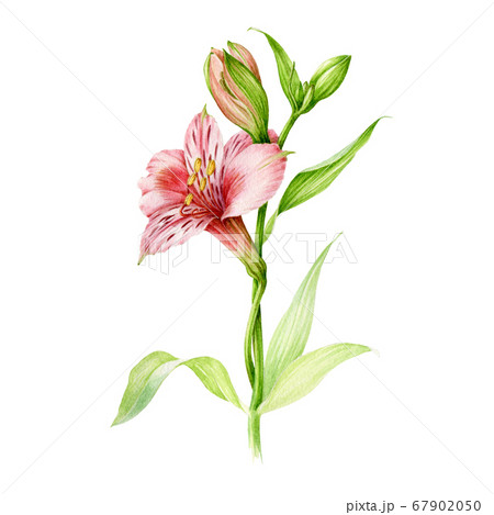 Alstromeria pink flower watercolor illustration.  67902050