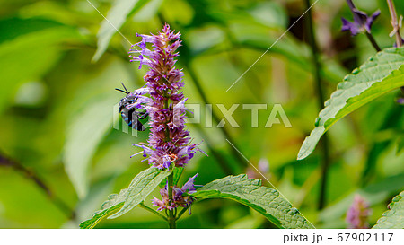 ブルービー 67902117