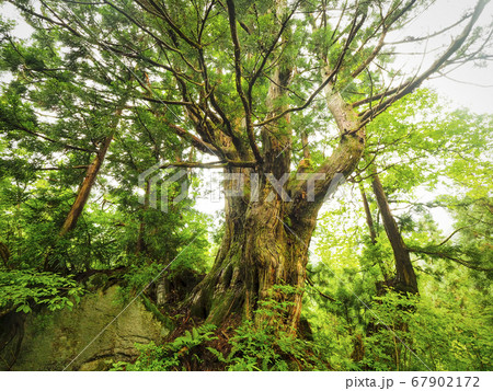 【富山】魚津市 洞杉 67902172