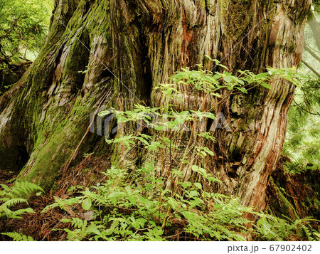 【富山】魚津市 細蔵山の洞杉 67902402