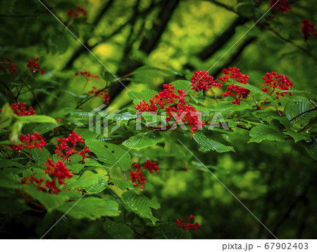 【富山】魚津市 細蔵山 67902403