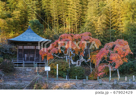 福島県/ 国指定天然記念物 「中釜戸のシダレモミジ 」の紅葉 67902429