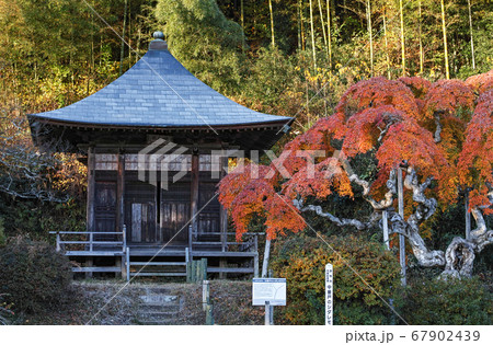 福島県/ 国指定天然記念物 「中釜戸のシダレモミジ 」の紅葉 福島県/ 国指定天然記念物 「中釜戸のシダレモミジ 」の紅葉 67902439