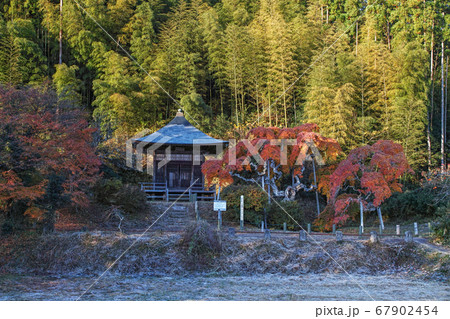 福島県/ 国指定天然記念物 「中釜戸のシダレモミジ 」の紅葉 福島県/ 国指定天然記念物 「中釜戸のシダレモミジ 」の紅葉 67902454