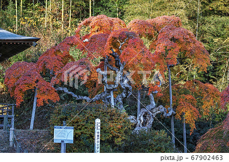 福島県/ 国指定天然記念物 「中釜戸のシダレモミジ 」の紅葉 福島県/ 国指定天然記念物 「中釜戸のシダレモミジ 」の紅葉 67902463