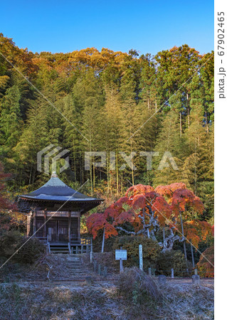 福島県/ 国指定天然記念物 「中釜戸のシダレモミジ 」の紅葉 福島県/ 国指定天然記念物 「中釜戸のシダレモミジ 」の紅葉 67902465