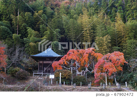 福島県/ 国指定天然記念物 「中釜戸のシダレモミジ 」の紅葉 福島県/ 国指定天然記念物 「中釜戸のシダレモミジ 」の紅葉 67902472