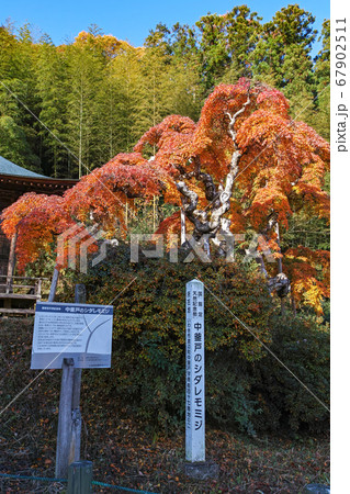 福島県/ 国指定天然記念物 「中釜戸のシダレモミジ 」の紅葉 67902511