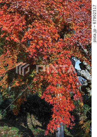 福島県/ 国指定天然記念物 「中釜戸のシダレモミジ 」の紅葉 67902517
