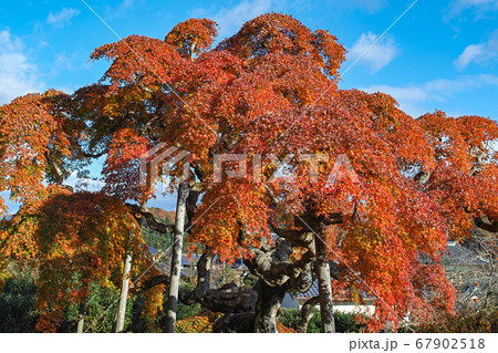 福島県/ 国指定天然記念物 「中釜戸のシダレモミジ 」の紅葉 福島県/ 国指定天然記念物 「中釜戸のシダレモミジ 」の紅葉 67902518