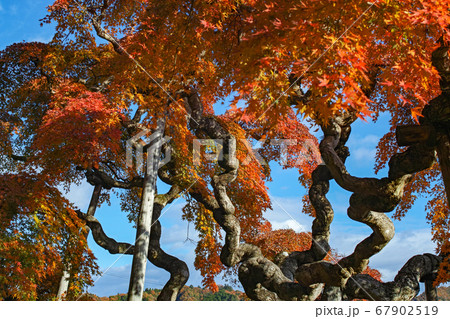 福島県/ 国指定天然記念物 「中釜戸のシダレモミジ 」の紅葉 福島県/ 国指定天然記念物 「中釜戸のシダレモミジ 」の紅葉 67902519
