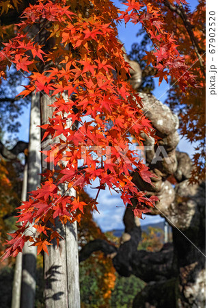 福島県/ 国指定天然記念物 「中釜戸のシダレモミジ 」の紅葉 67902520