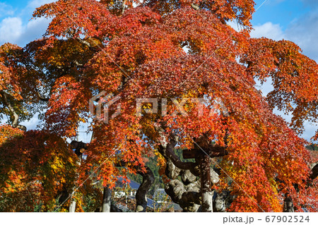 福島県/ 国指定天然記念物 「中釜戸のシダレモミジ 」の紅葉 67902524