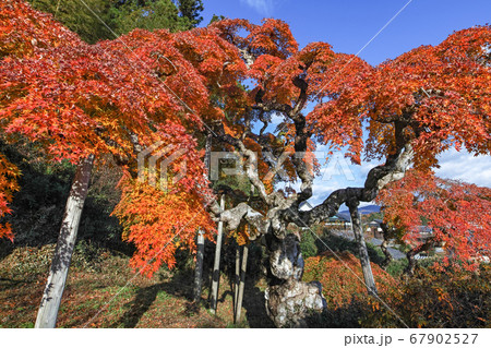 福島県/ 国指定天然記念物 「中釜戸のシダレモミジ 」の紅葉 福島県/ 国指定天然記念物 「中釜戸のシダレモミジ 」の紅葉 67902527