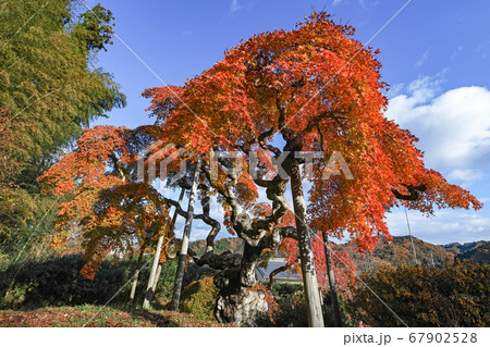 福島県/ 国指定天然記念物 「中釜戸のシダレモミジ 」の紅葉 67902528