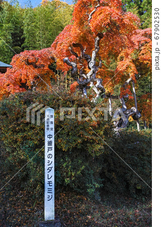 福島県/ 国指定天然記念物 「中釜戸のシダレモミジ 」の紅葉 67902530