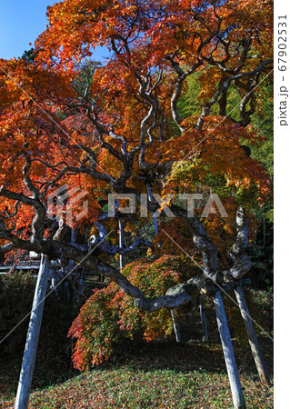 福島県/ 国指定天然記念物 「中釜戸のシダレモミジ 」の紅葉 67902531