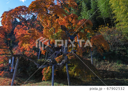 福島県/ 国指定天然記念物 「中釜戸のシダレモミジ 」の紅葉 67902532
